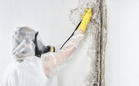 Best Post-Construction Mold Inspection  in Dublin, GA